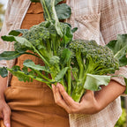 Sun King Broccoli