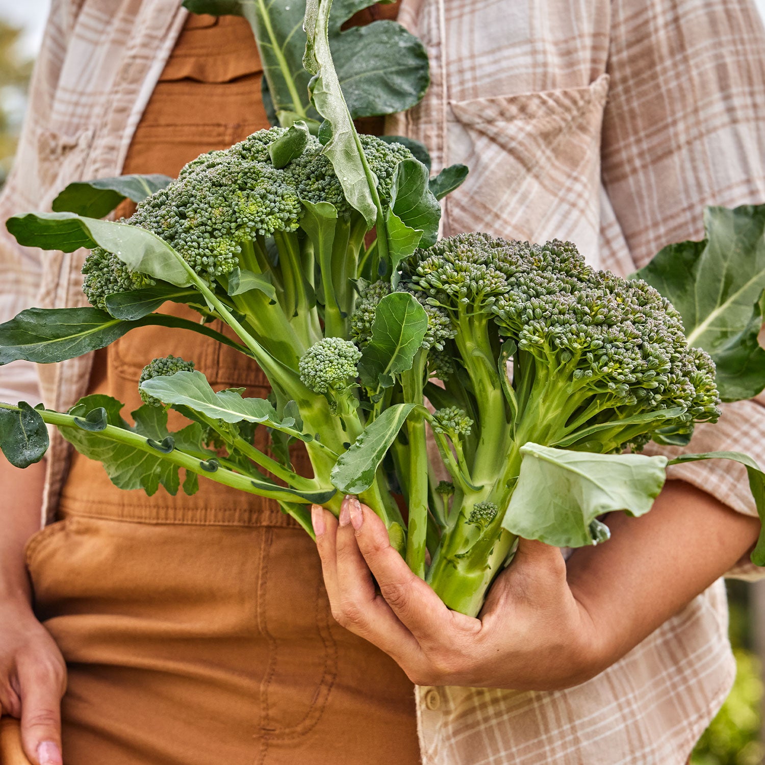 Sun King Broccoli