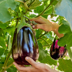 Black Beauty Eggplant
