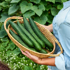 Sweet Superior Cucumber