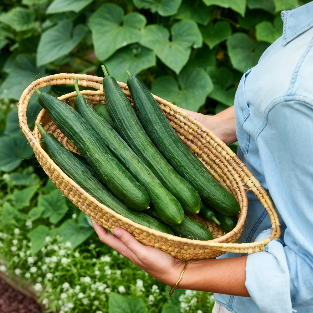 Sweet Superior Cucumber