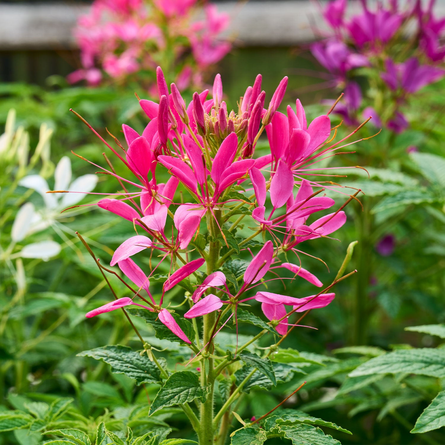 Sparkler 2.0 Mixed Colors Cleome