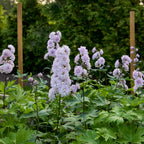 Highlander Moonlight Delphinium Bare Root
