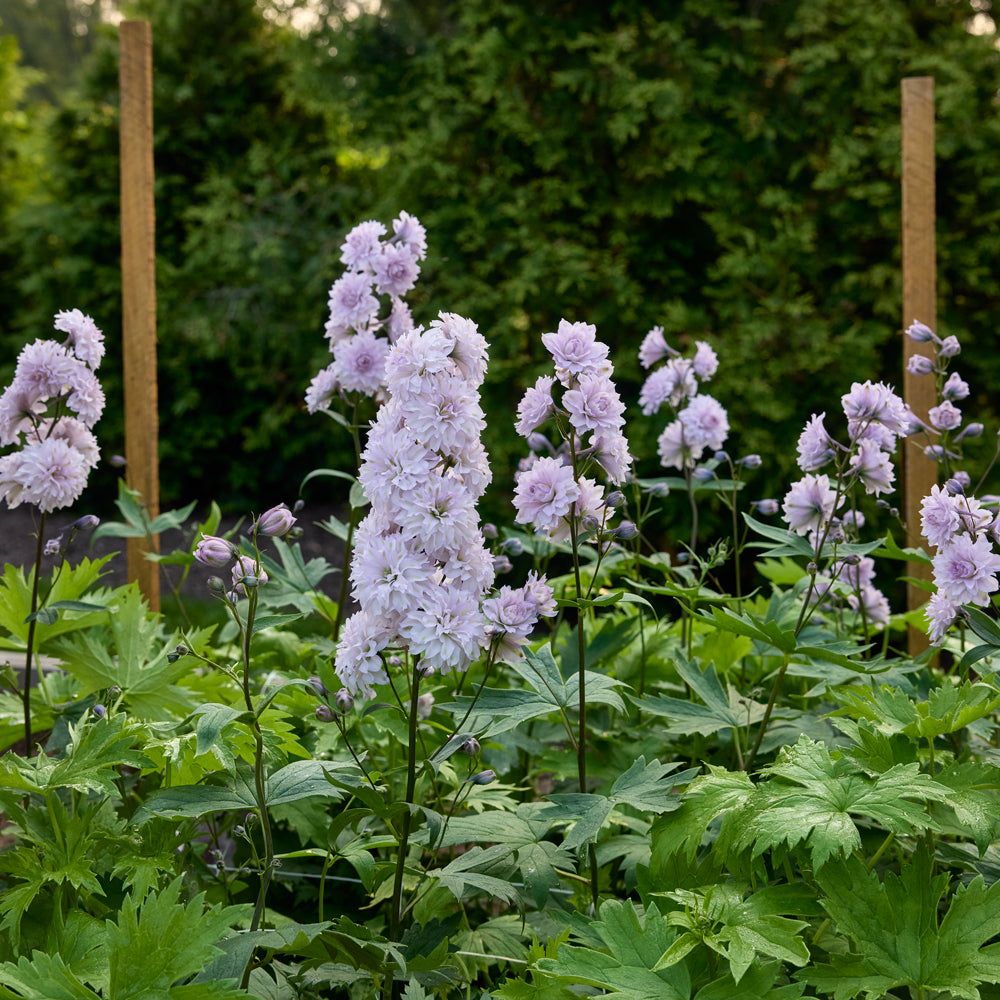 Highlander Moonlight Delphinium Bare Root