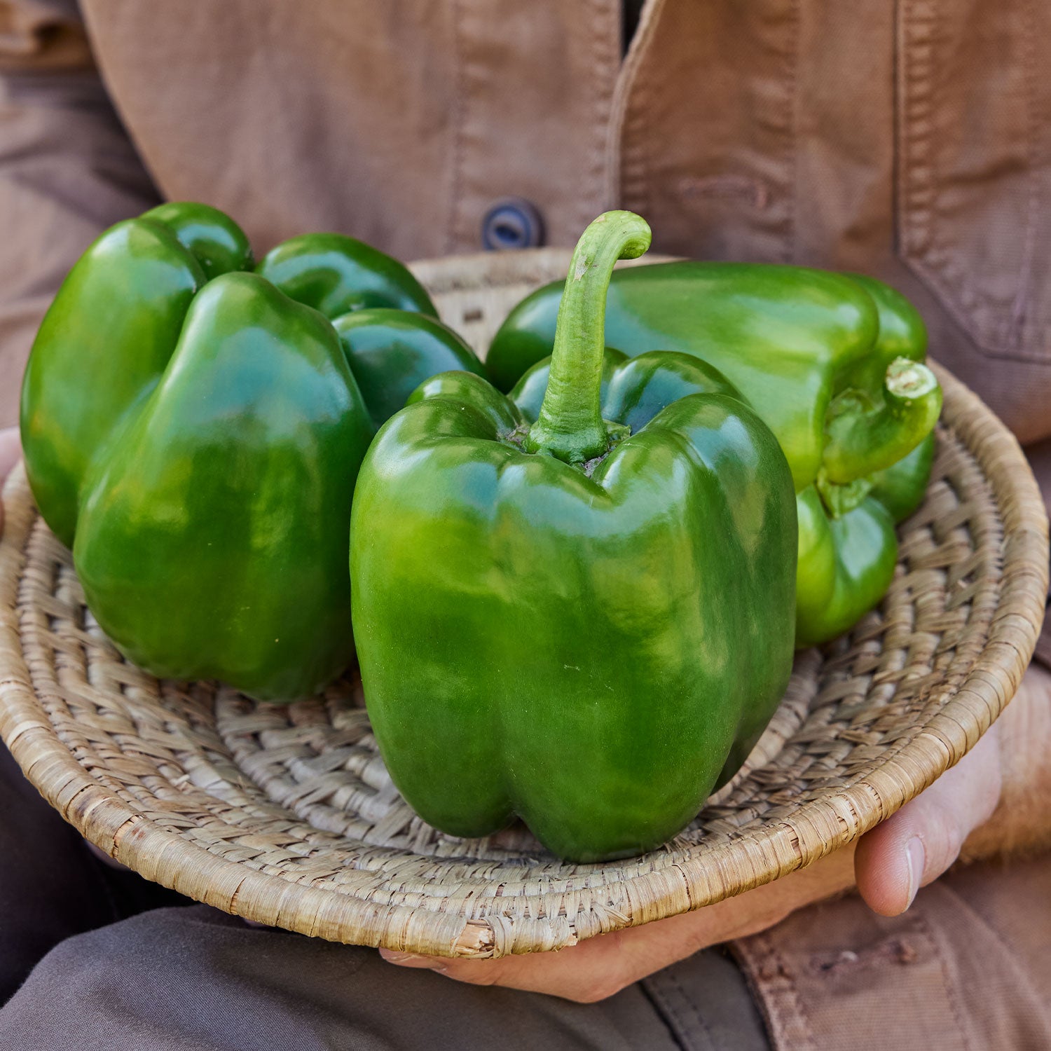 Emerald Giant Sweet Pepper