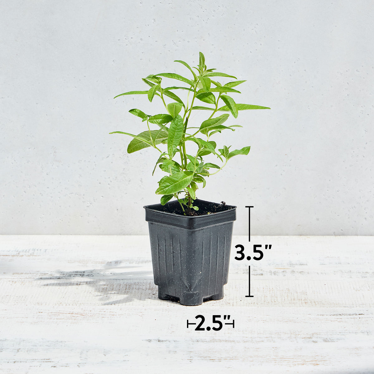 Lemon Verbena