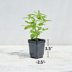 Lemon Verbena