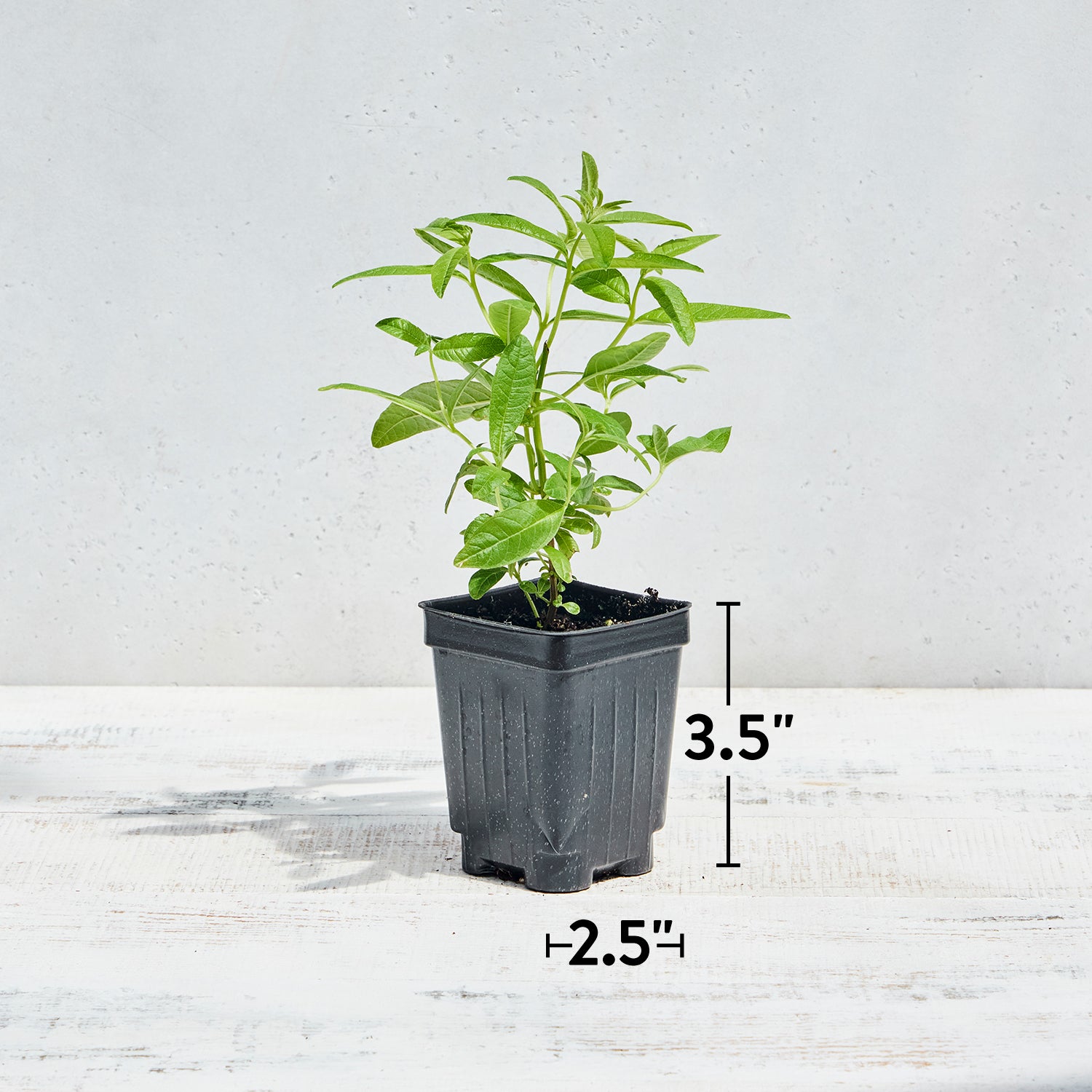 Lemon Verbena