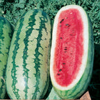 Georgia Rattlesnake Watermelon