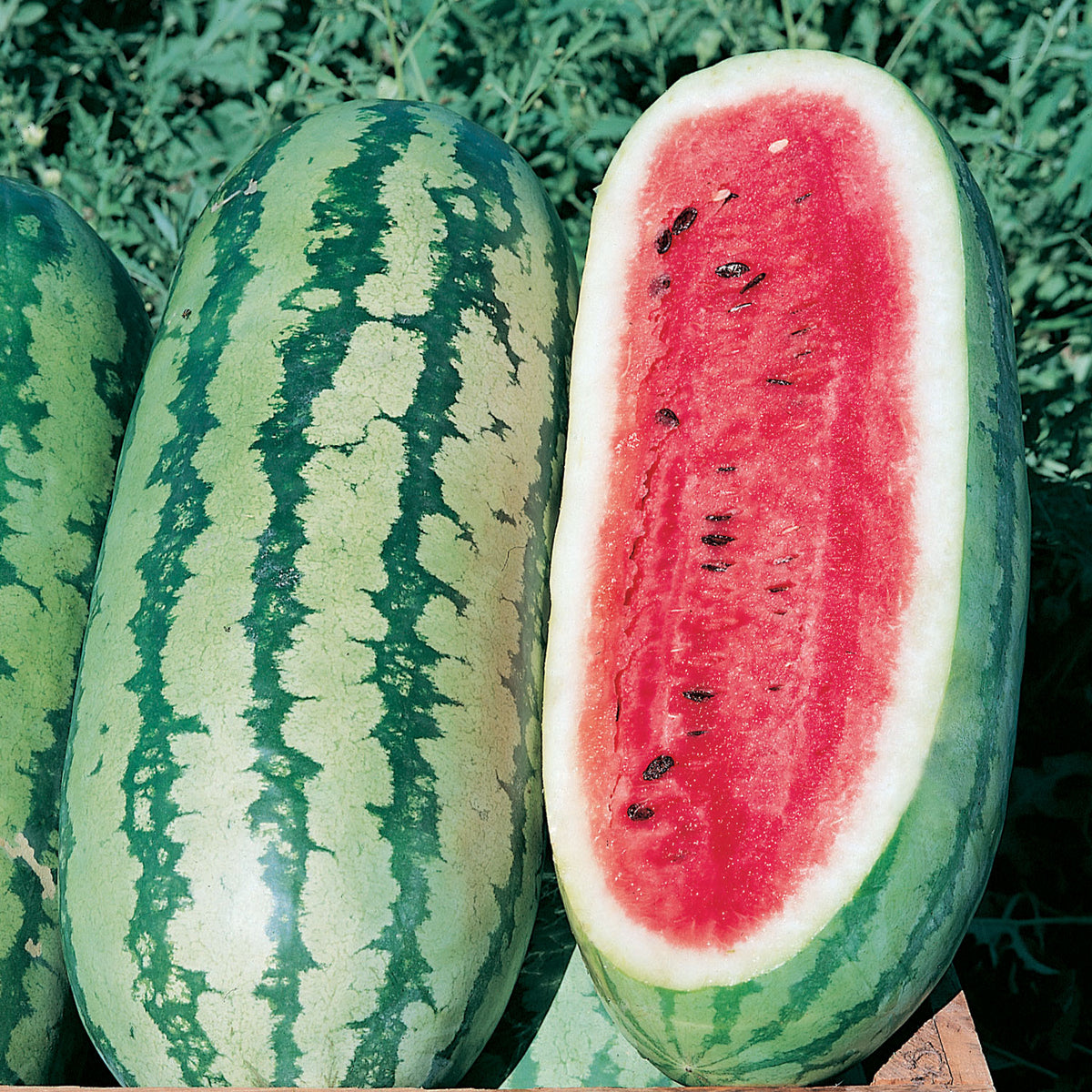 Georgia Rattlesnake Watermelon