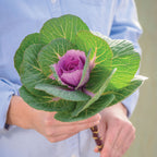 Crane Pink Ornamental Kale