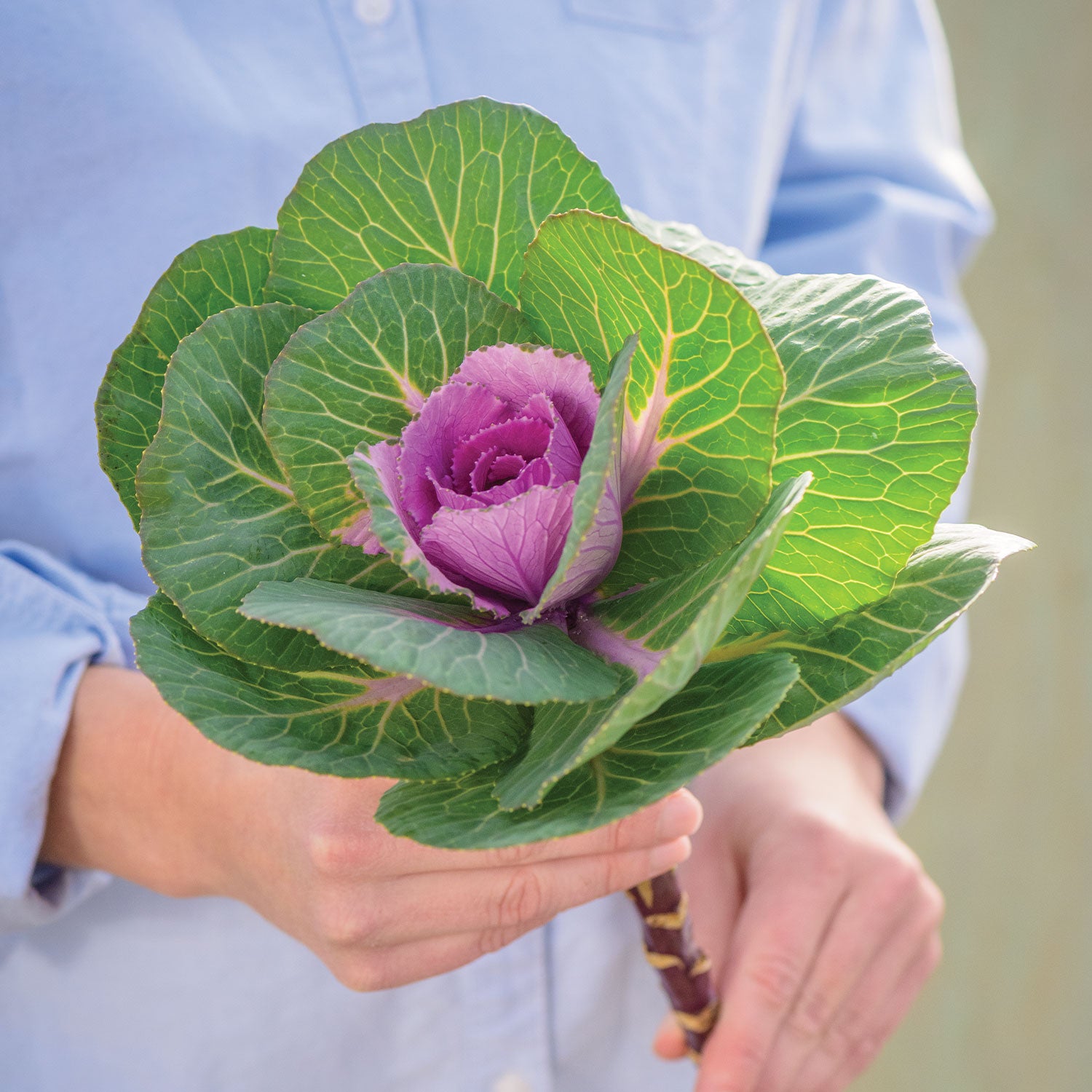 Crane Pink Ornamental Kale