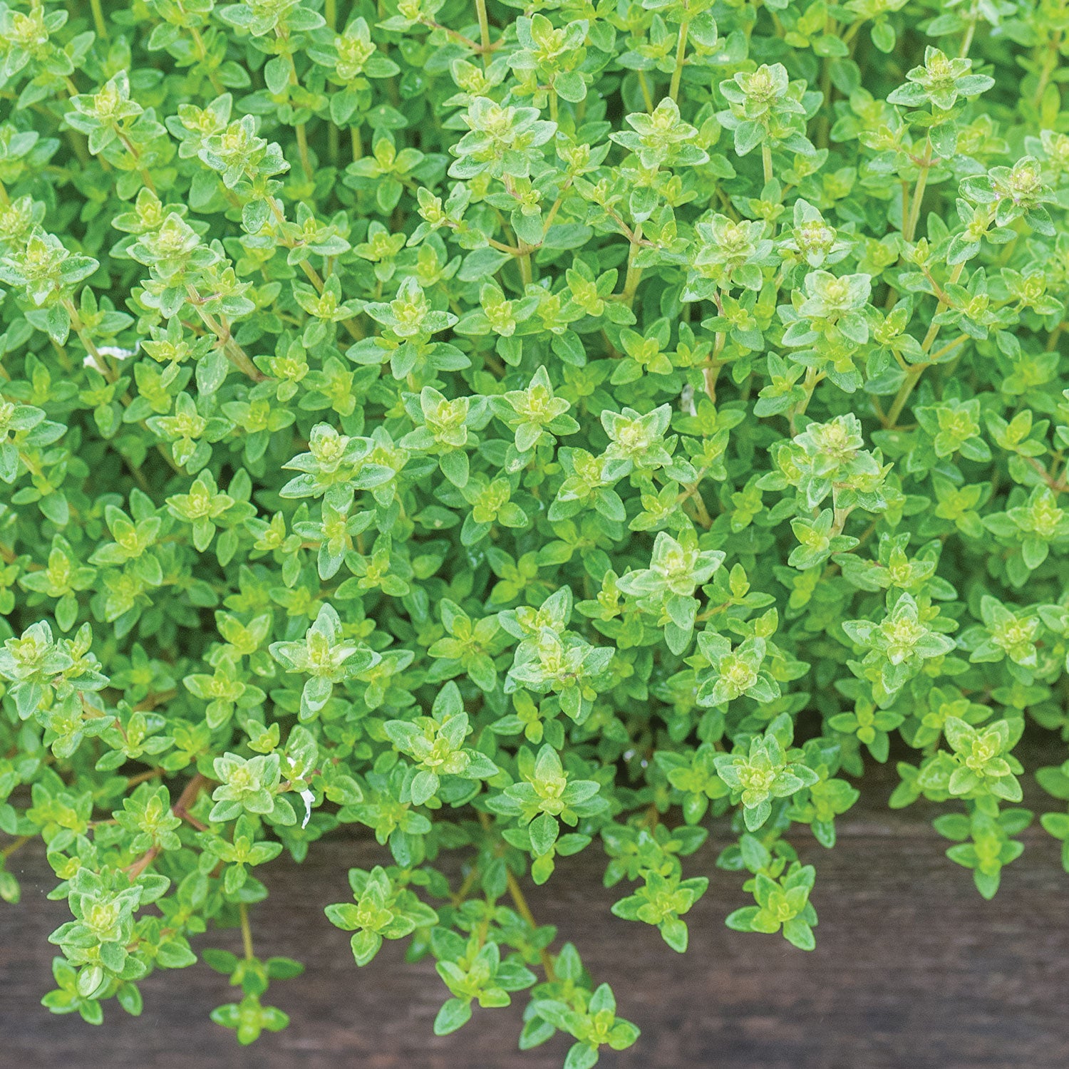 Common Thyme