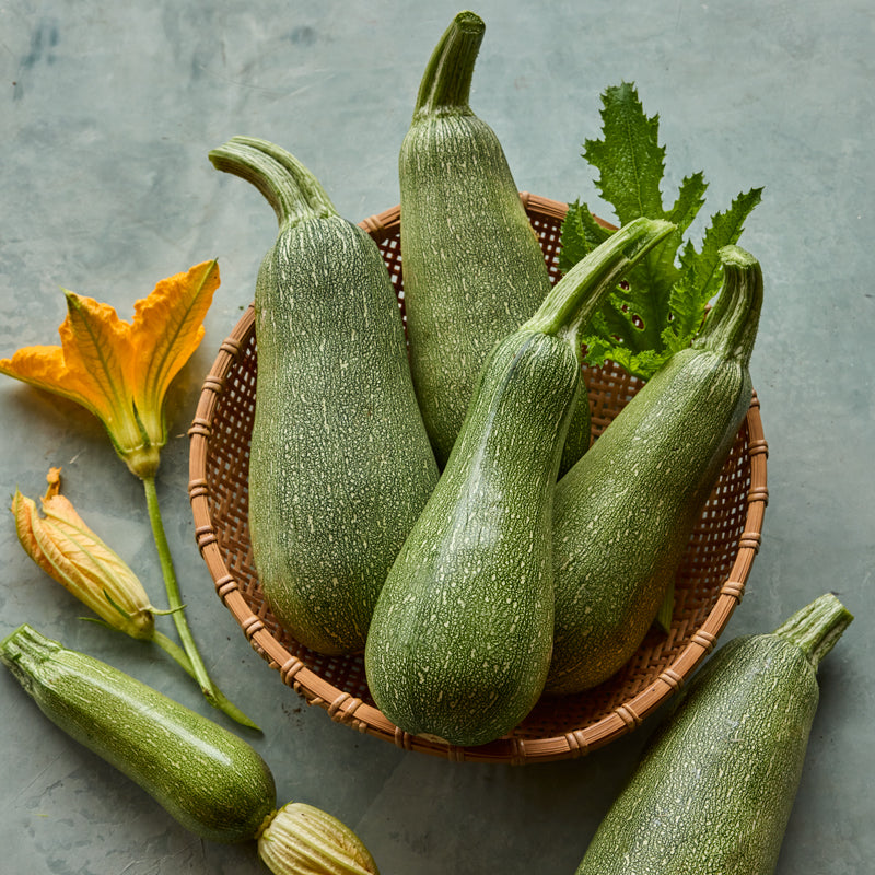 Tenderglow Summer Squash