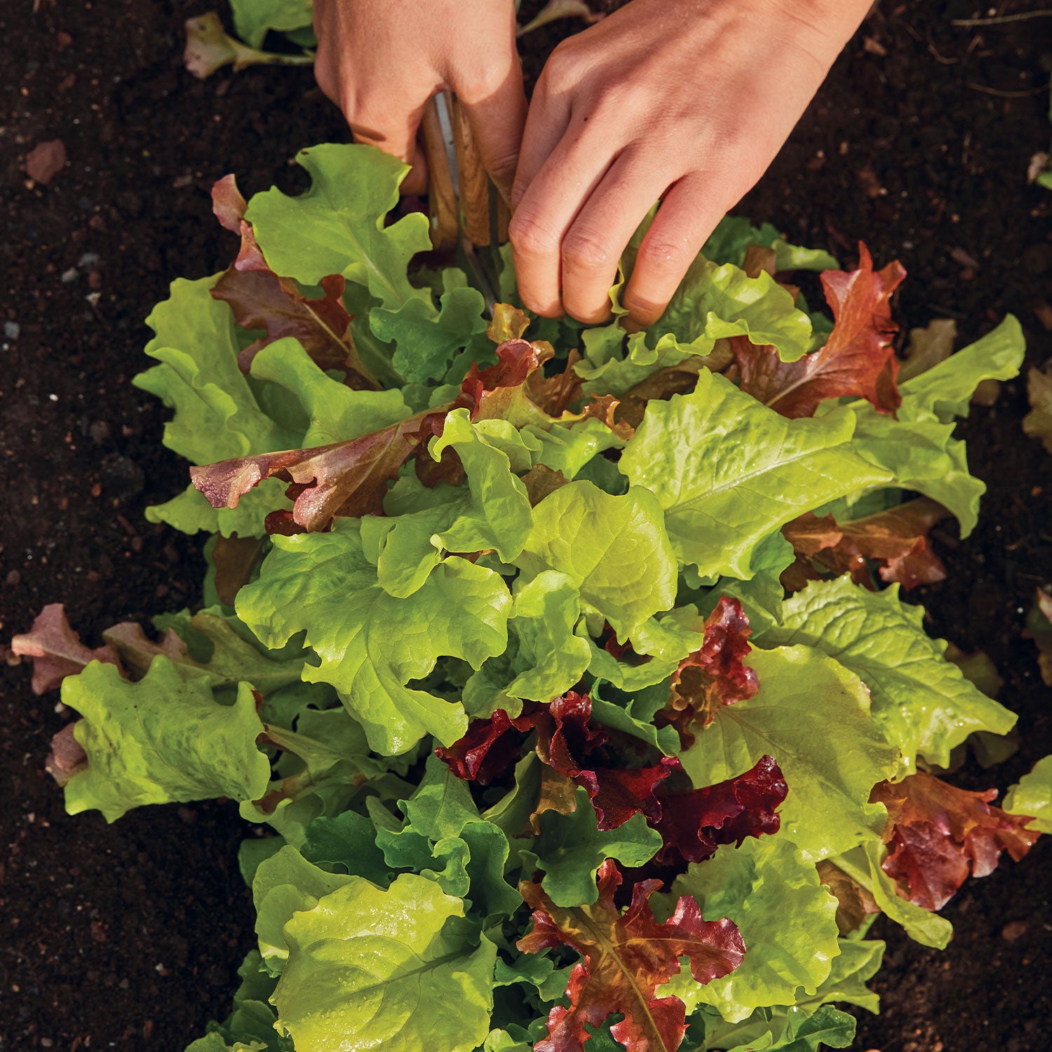 Looseleaf Blend Lettuce