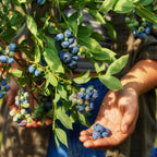 Bluejay Blueberry