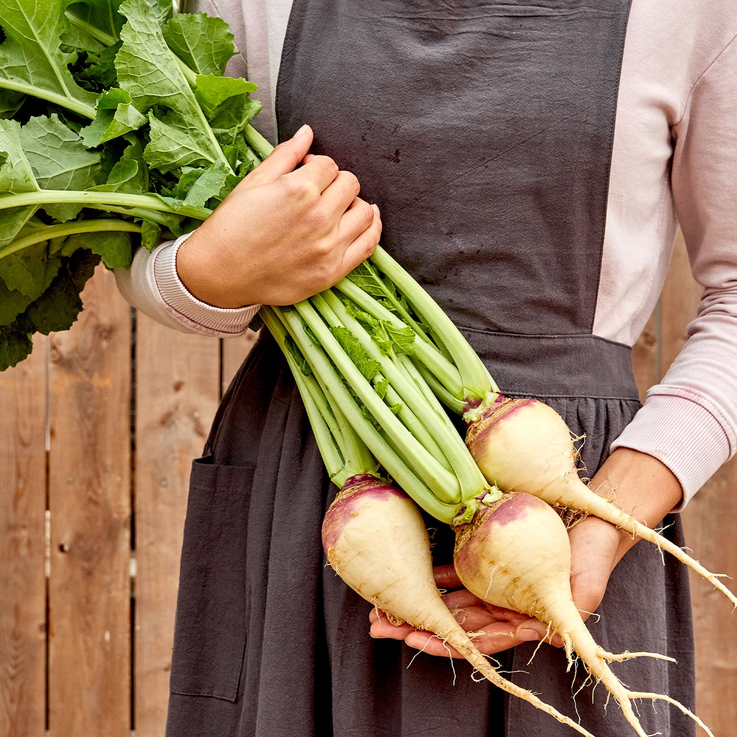 Burpee's Purple Top Rutabaga
