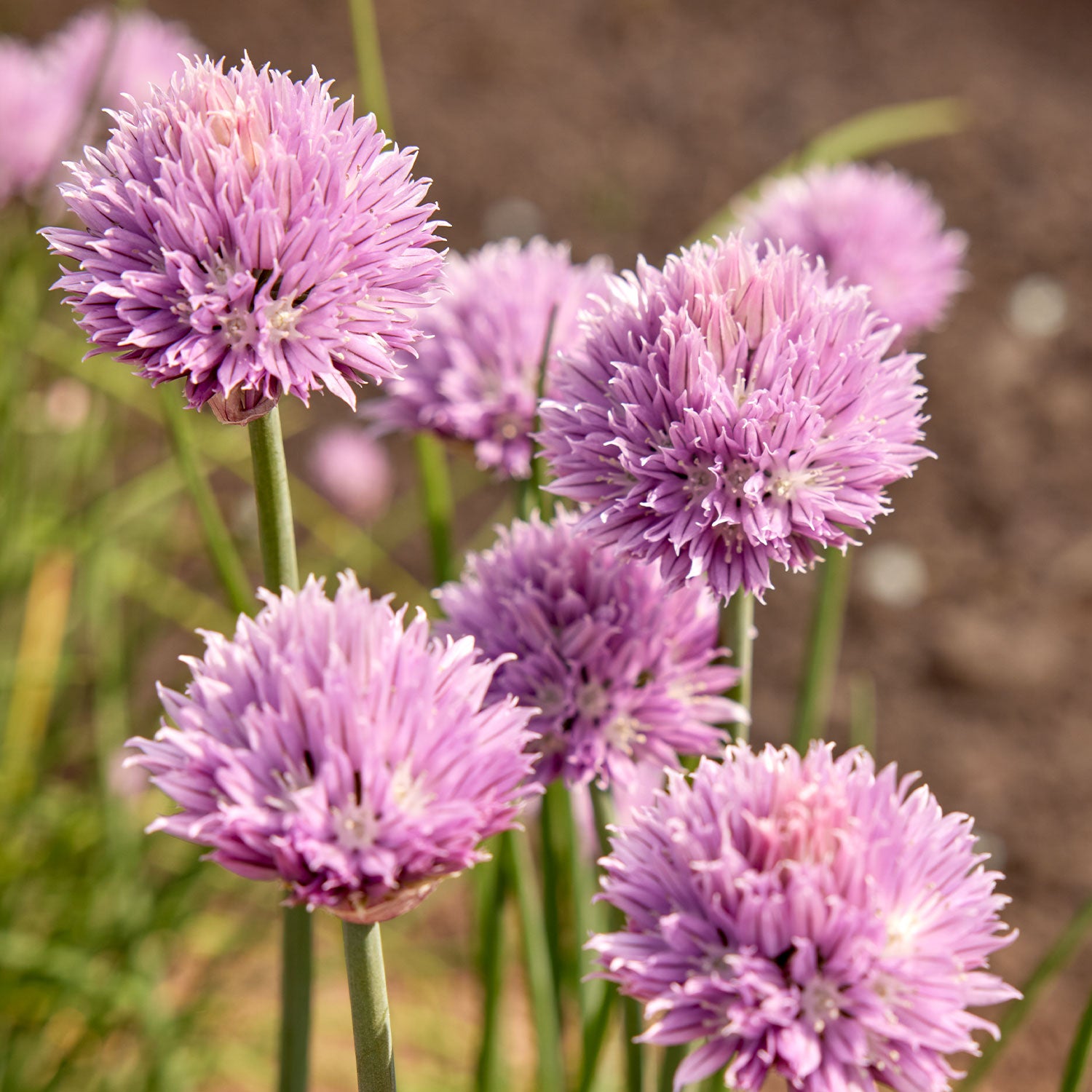 Dolores Chives