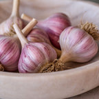 Spanish Roja Garlic Bulbs