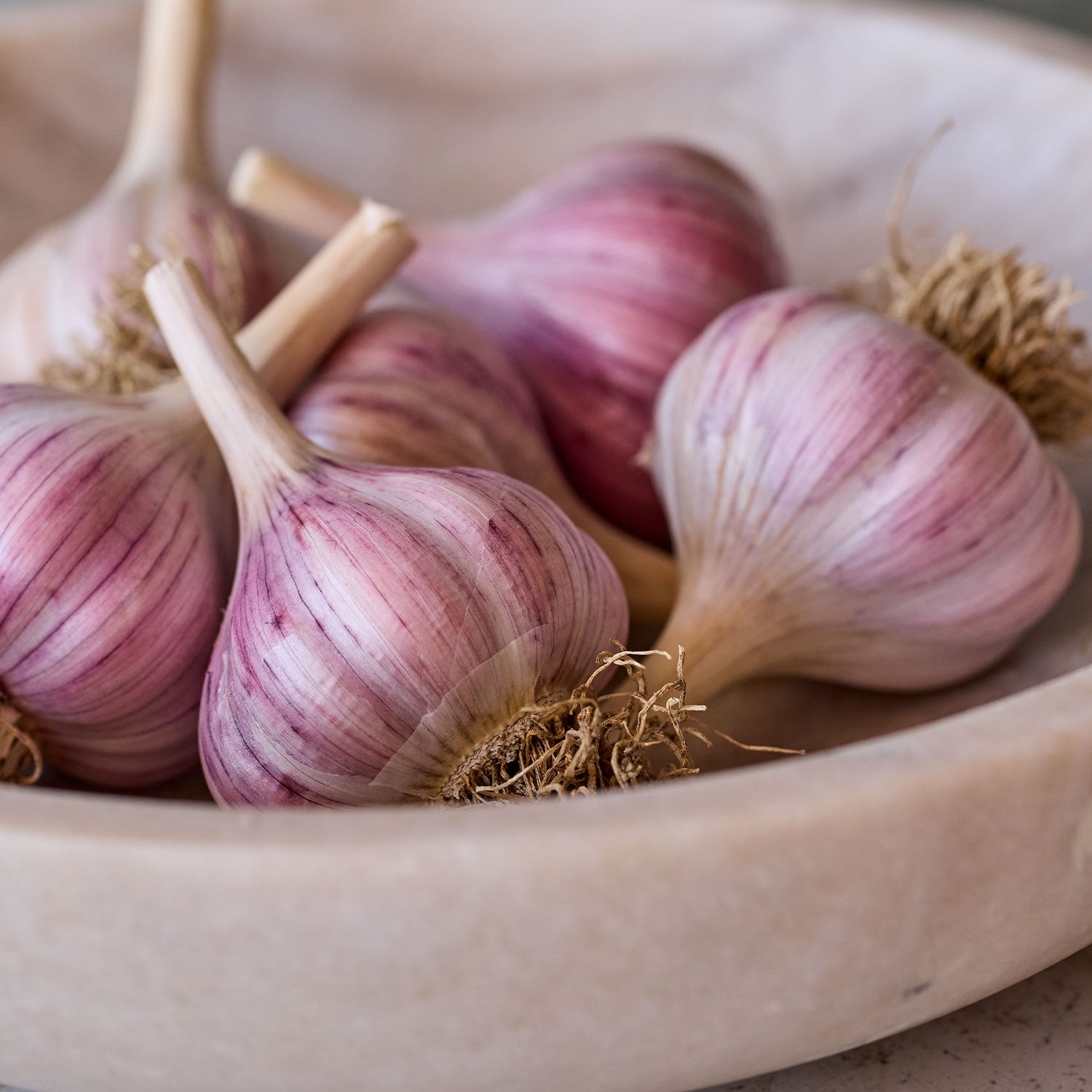 Spanish Roja Garlic Bulbs