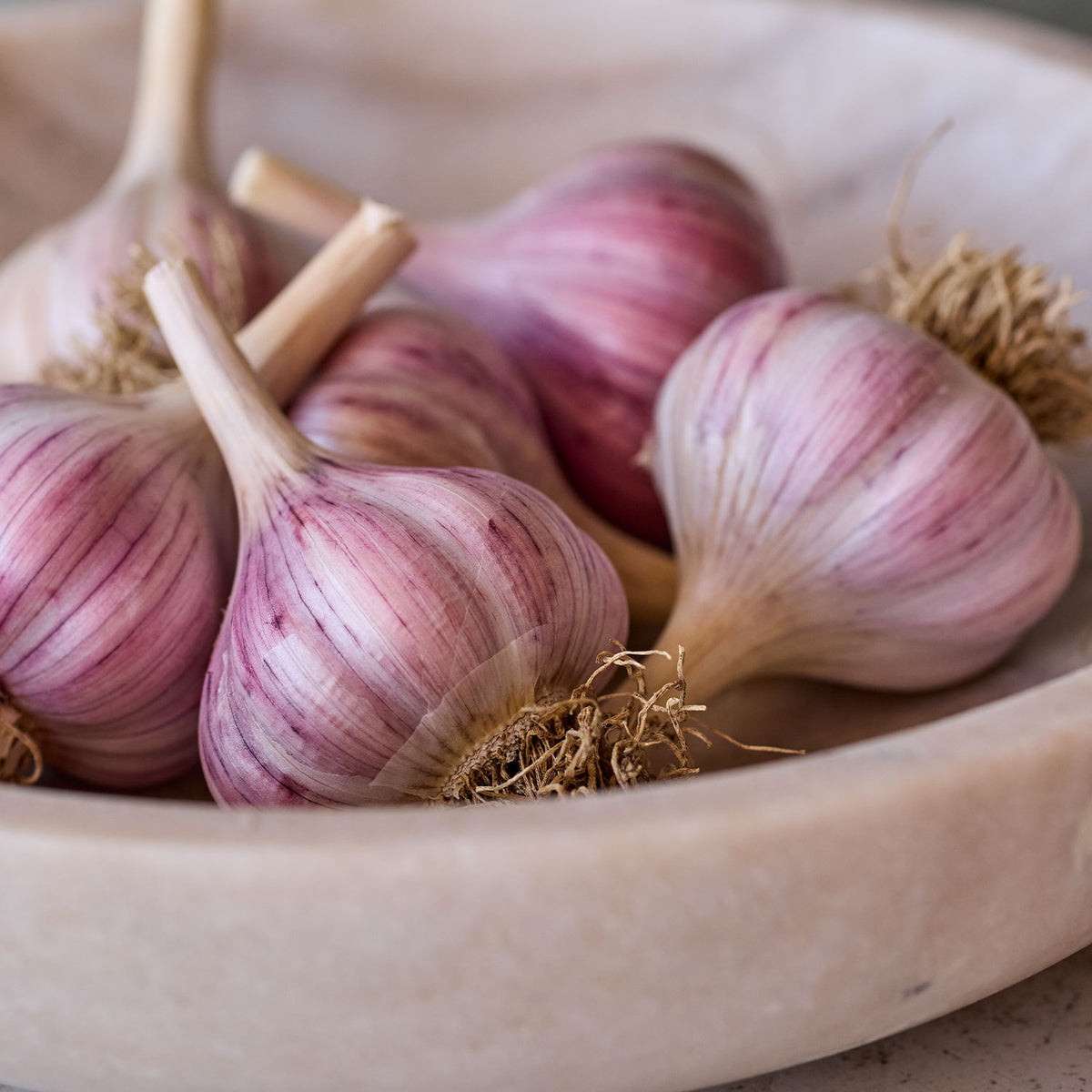 Spanish Roja Garlic Bulbs