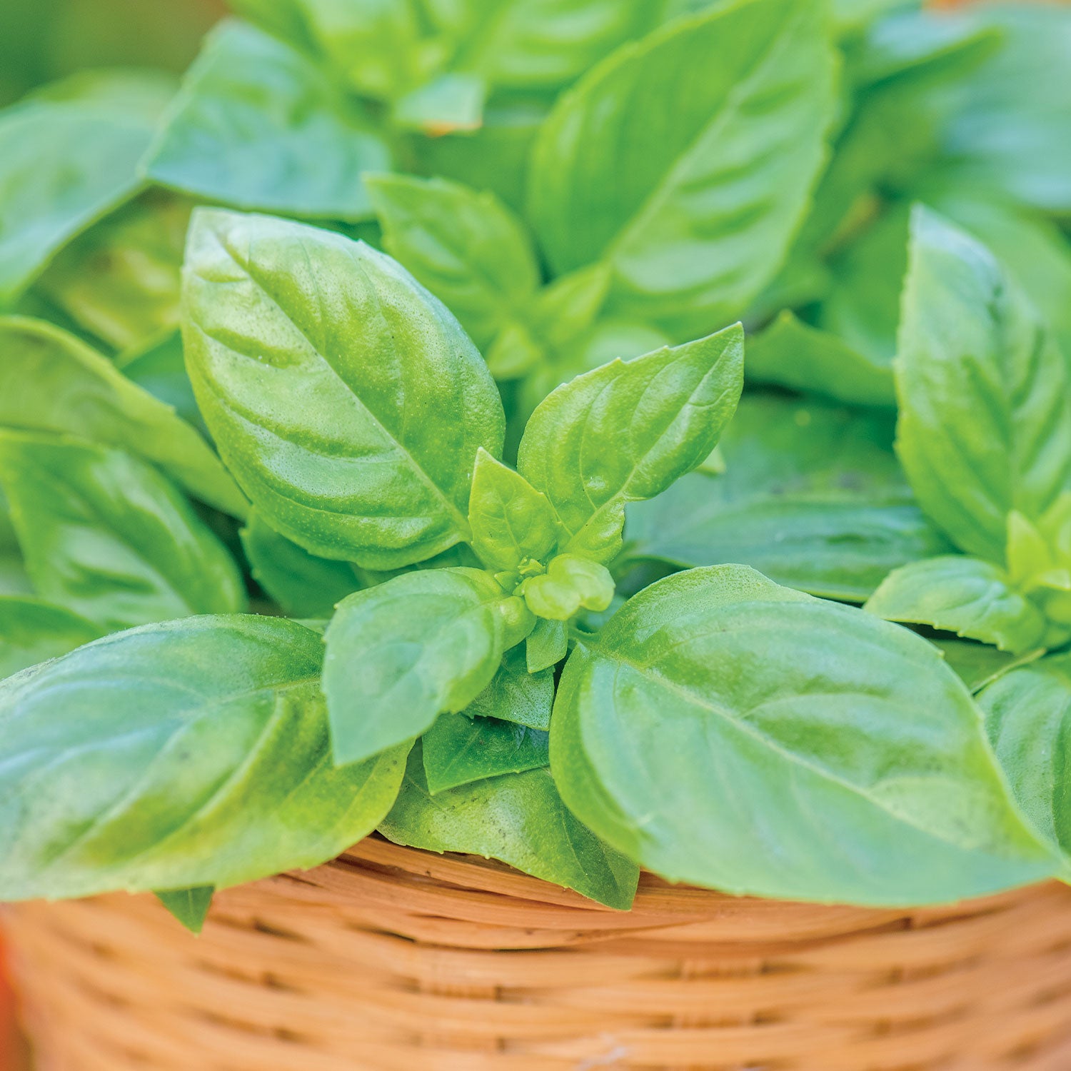 Pesto Party Basil