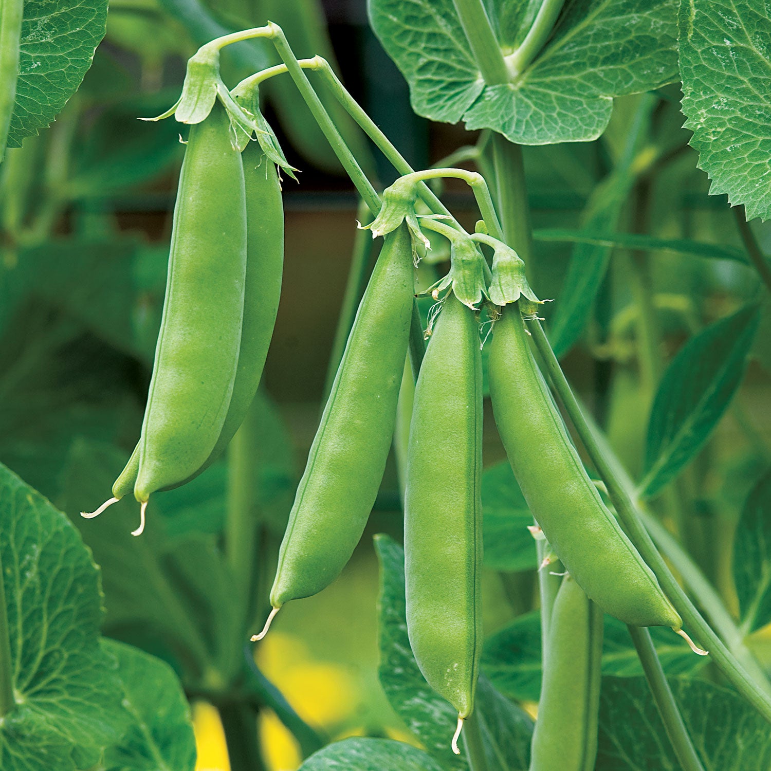 Sugar Snap Pea