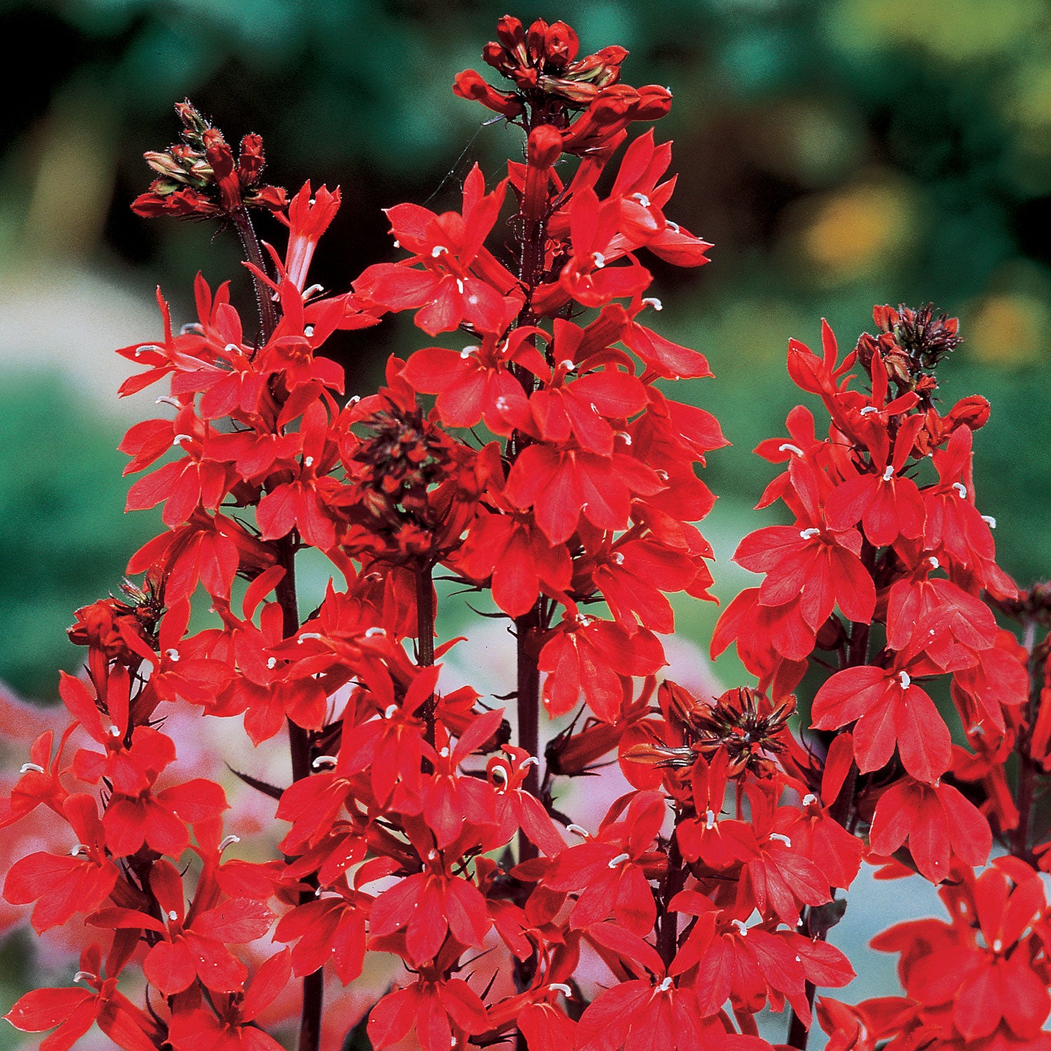 Cardinal Flower Lobelia