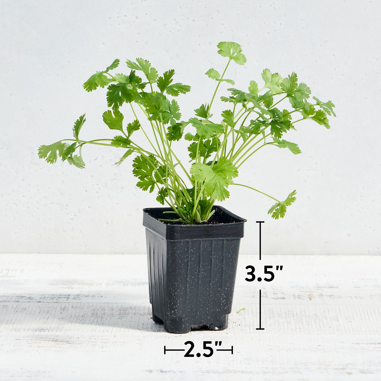 Calypso Cilantro