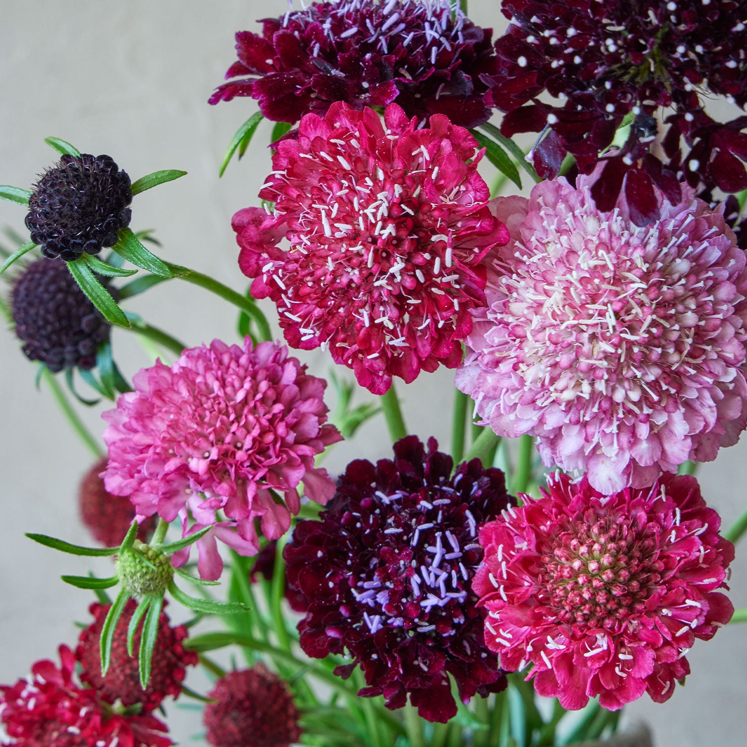 Summer Berries Mixed Colors Scabiosa