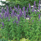 Blue Boa Agastache
