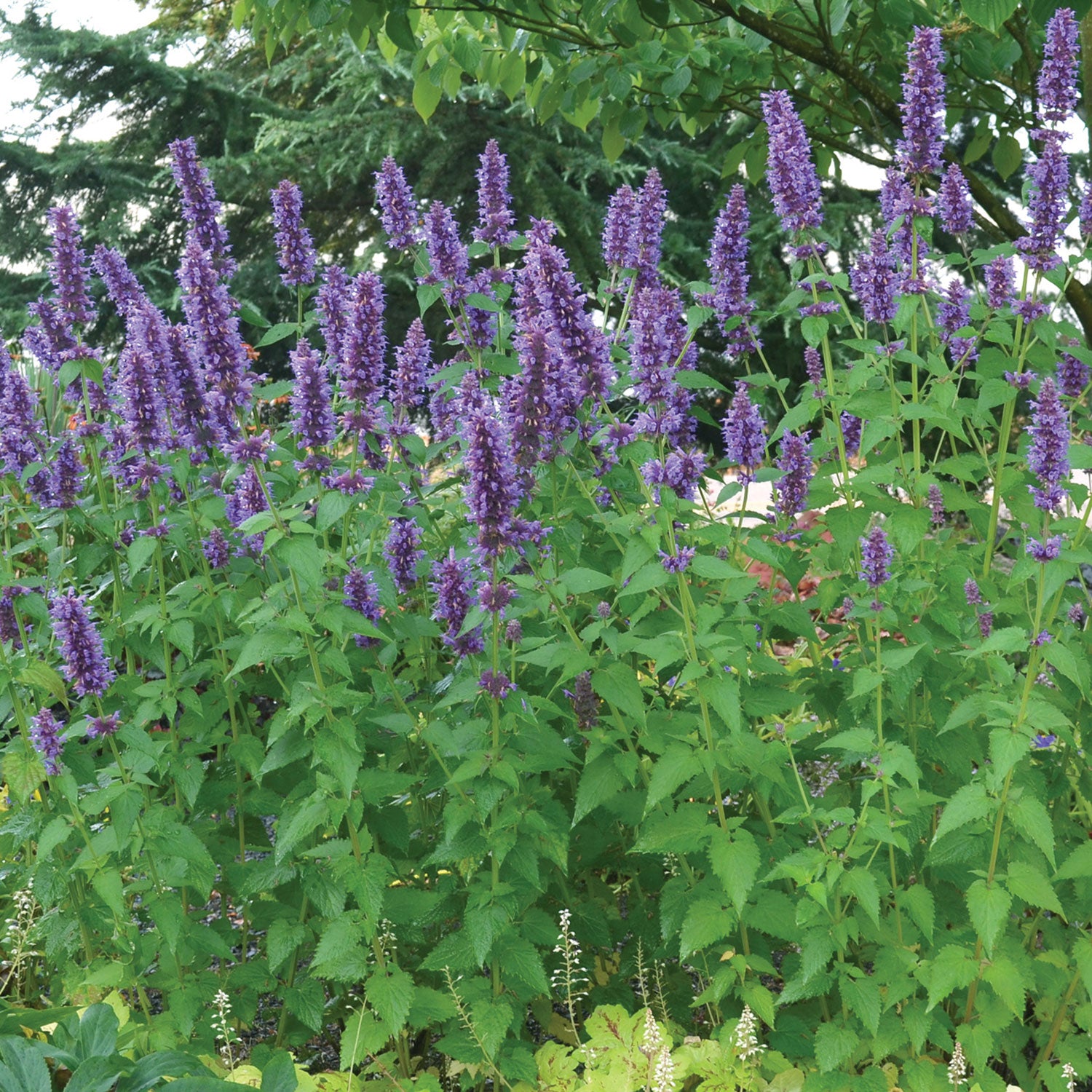 Blue Boa Agastache