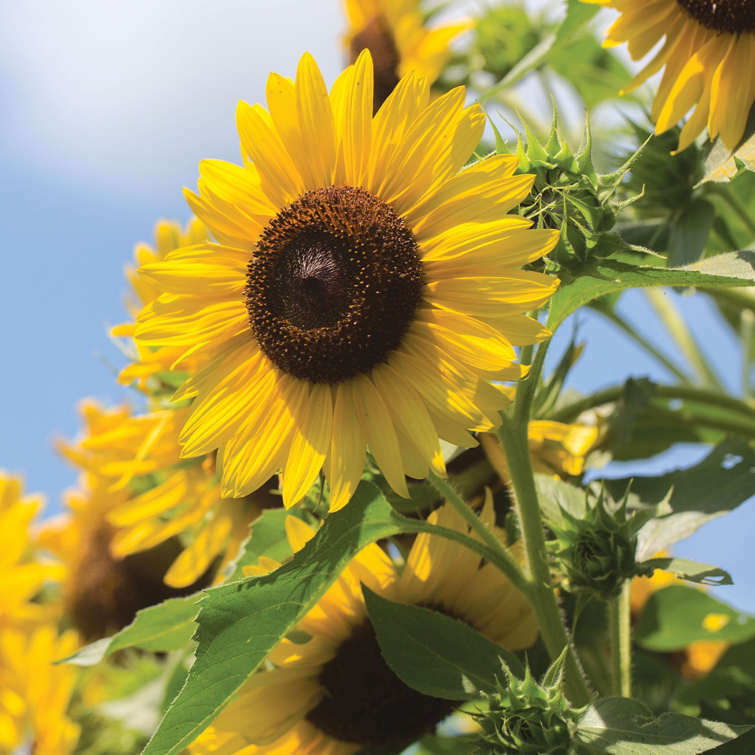 Elegance Sunflower