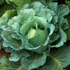 Brunswick Cabbage