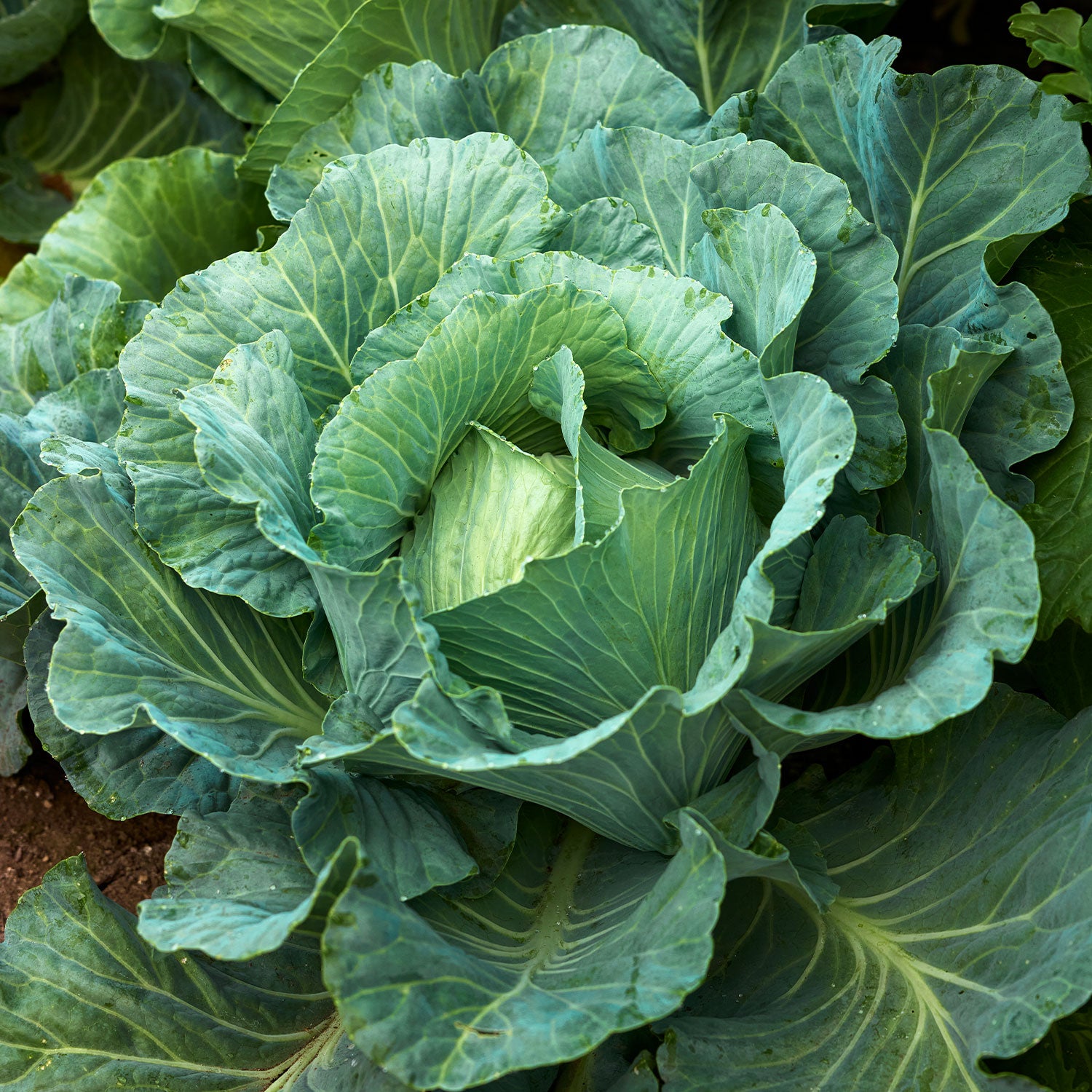 Brunswick Cabbage