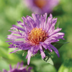 Purple Dome Aster