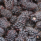 Columbia Sunrise Blackberry