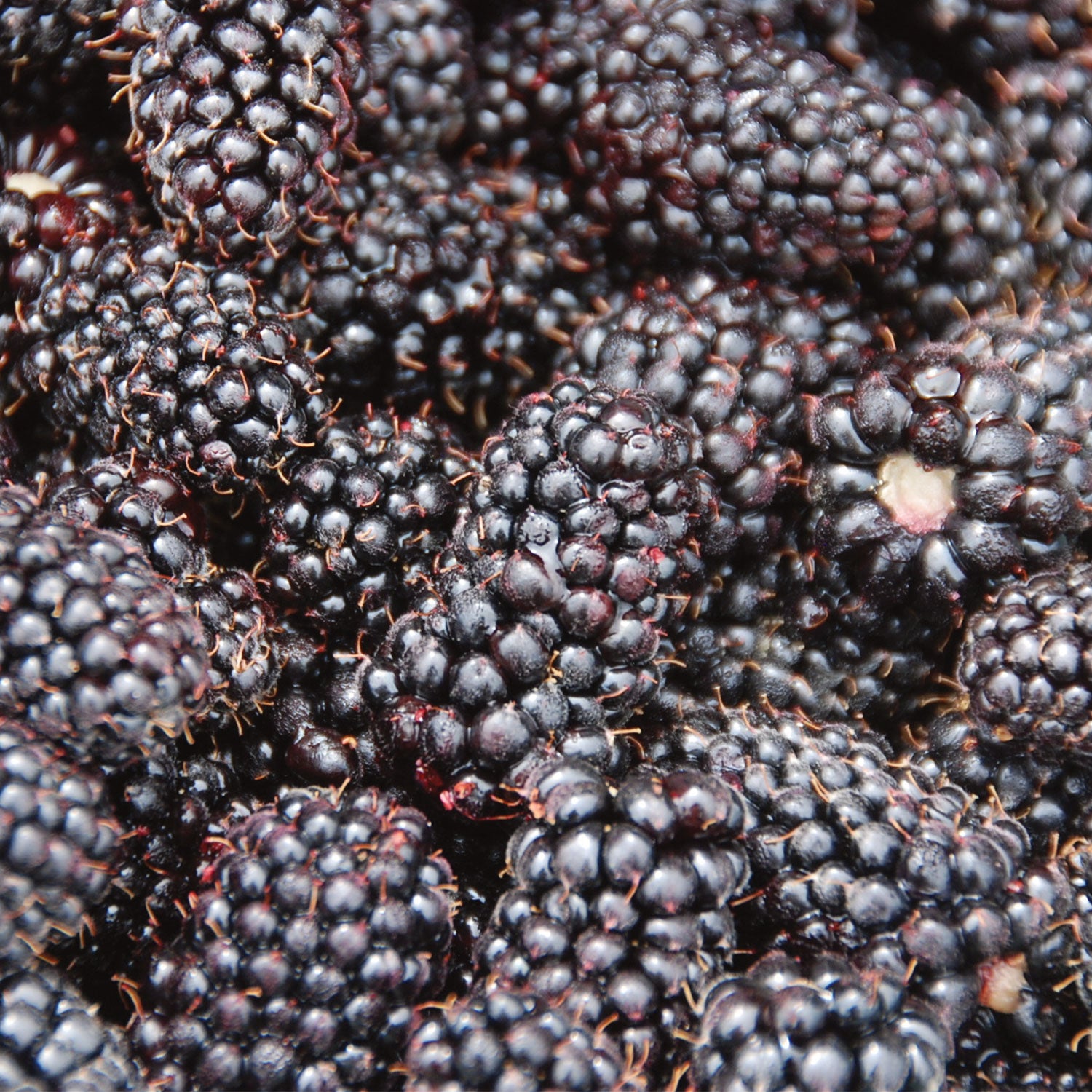 Columbia Sunrise Blackberry