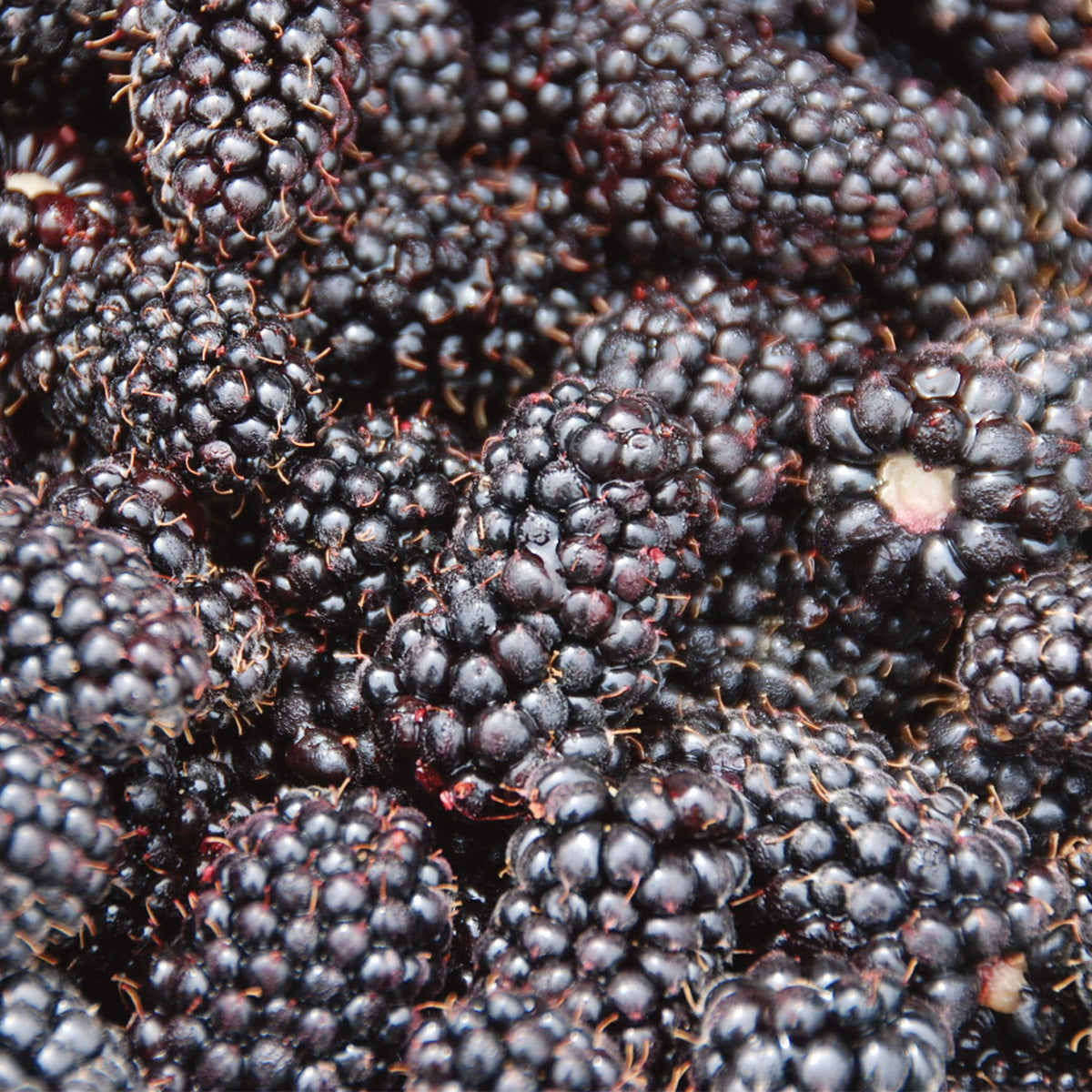 Columbia Sunrise Blackberry