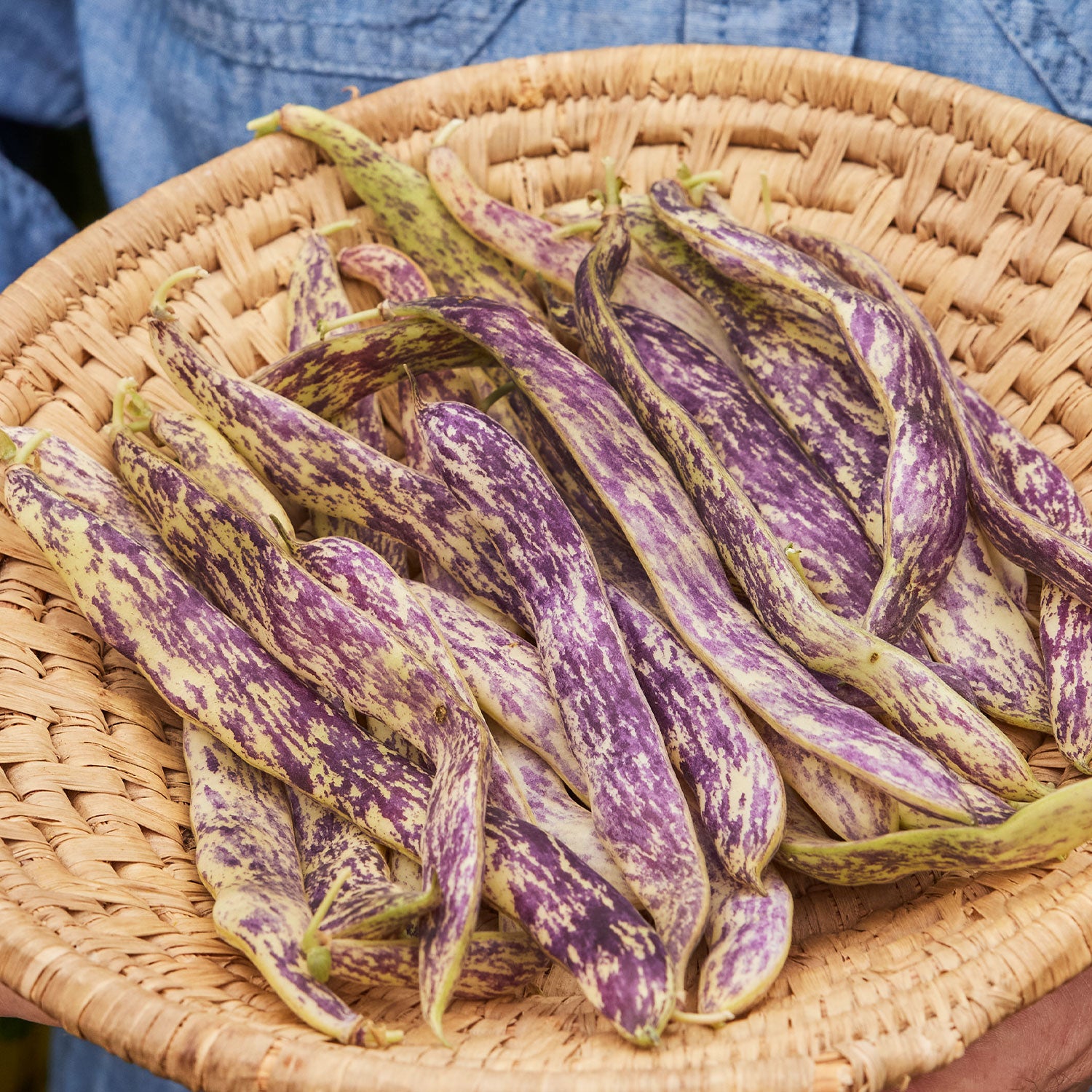 Dragon Tongue Bush Bean
