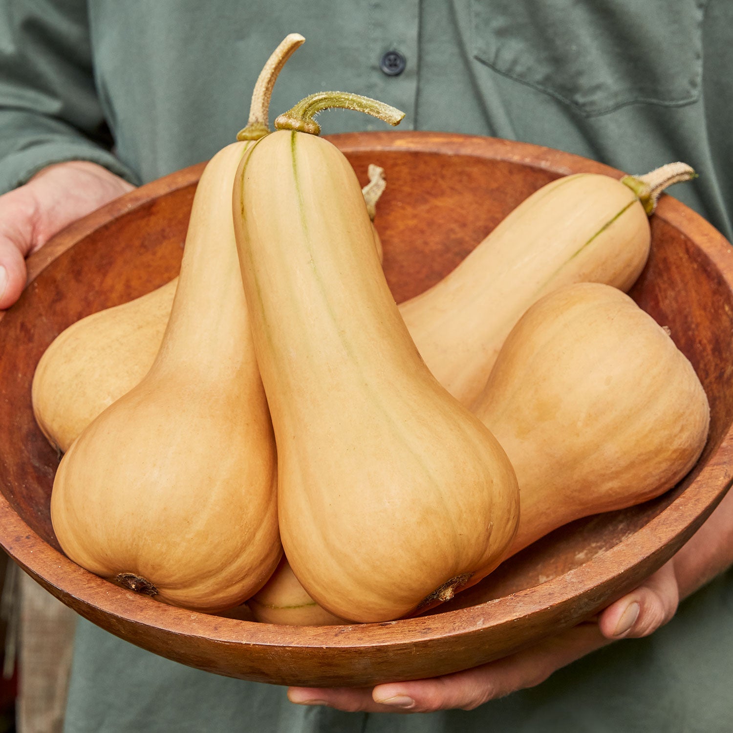 Burpee's Butterbush Winter Squash