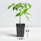 Atlas Tomato