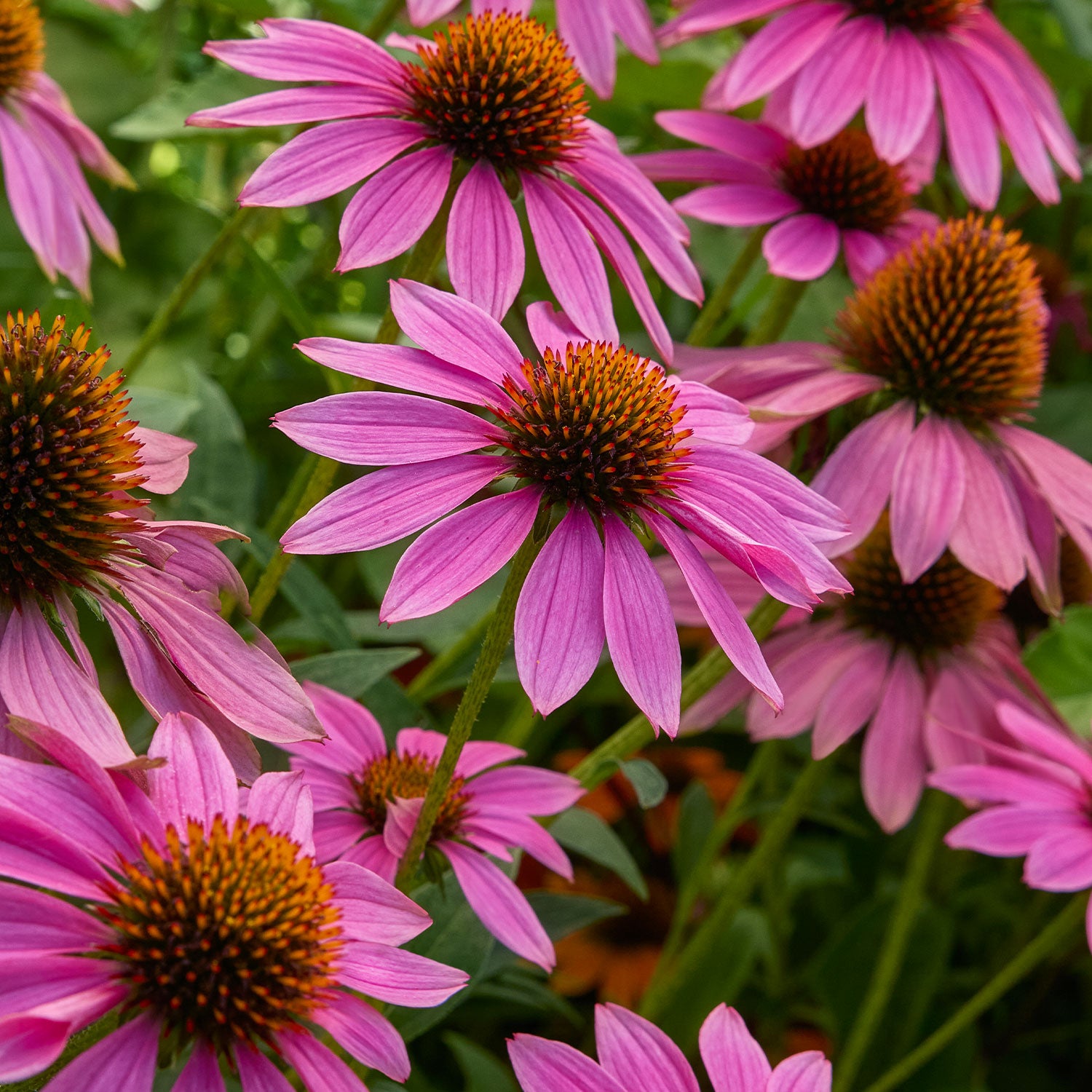 Magnus Echinacea