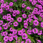 Freedom Verbena