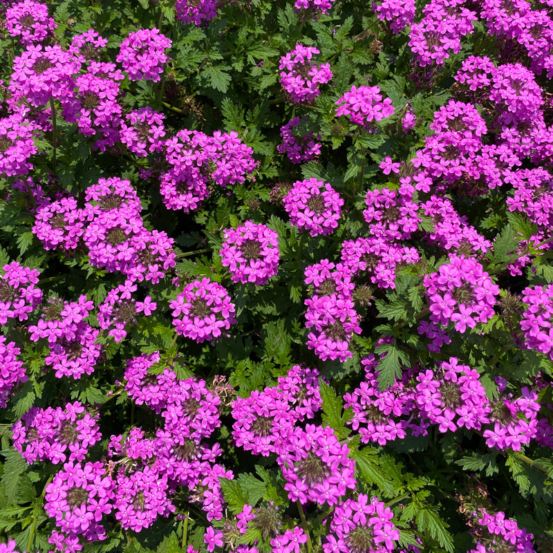 Freedom Verbena