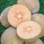 Burpee's Ambrosia Cantaloupe