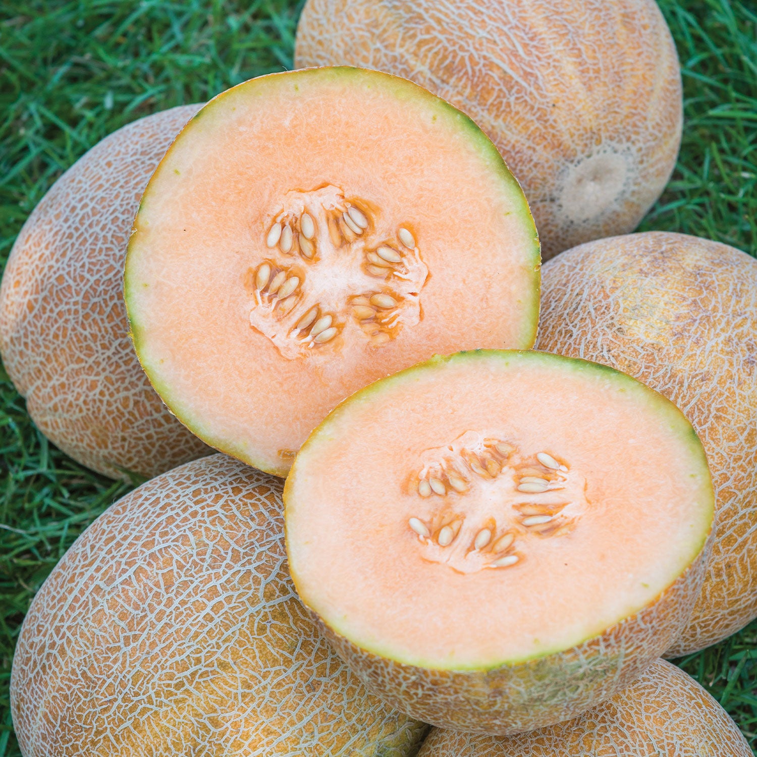 Burpee's Ambrosia Cantaloupe