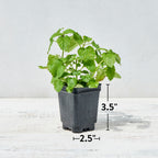 Boxwood Basil