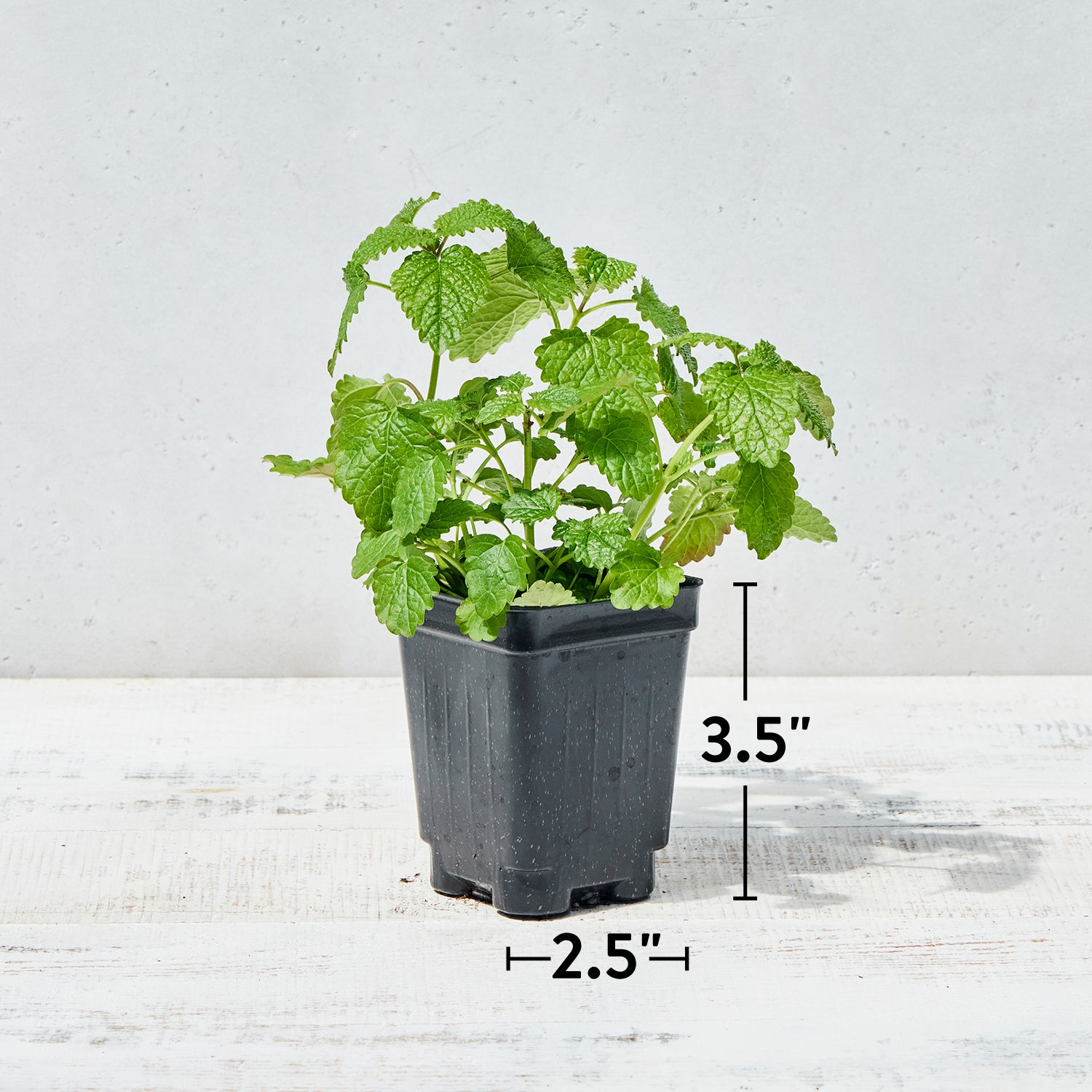 Boxwood Basil