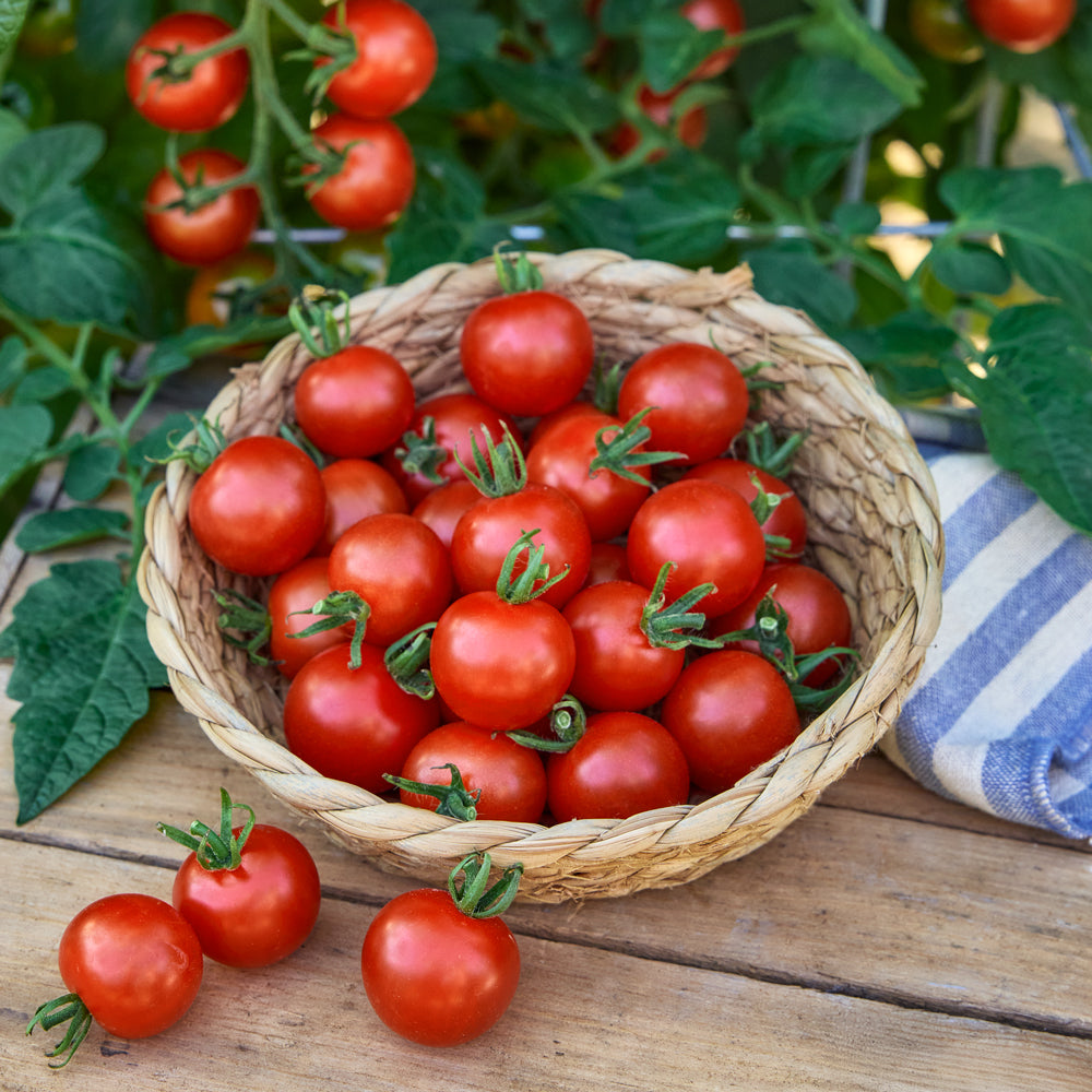 Burpee Garden Sown™ Early Bird Tomato